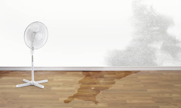 Best Basement water damage restoration  in Eaton, IN
